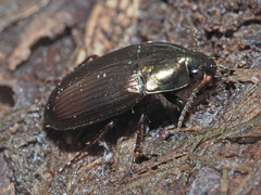 Amara similata