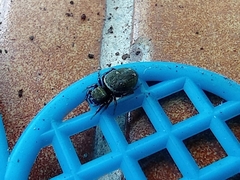 Araneae