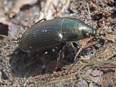 Amara similata