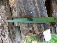 Lucidota atra