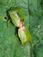 Palomena viridissima
