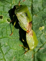 Palomena viridissima