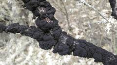 Hormiscium ericae