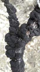 Hormiscium ericae