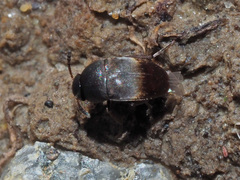 Ptomaphagus