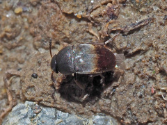 Ptomaphagus