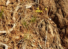 Lomatium triternatum triternatum