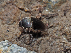 Ptomaphagus
