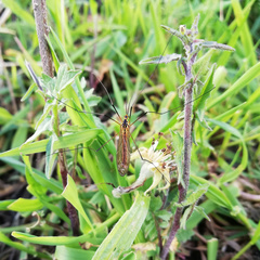 Nephrotoma flavescens