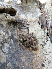 Glomeratae
