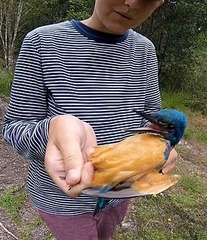 Alcedo semitorquata