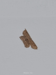 Phalacra vidhisara