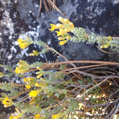 Ericameria cuneata cuneata
