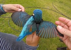 Alcedo semitorquata