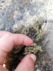 Glomeratae