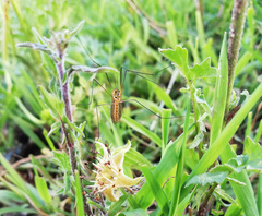 Nephrotoma flavescens