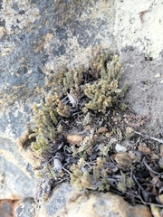 Glomeratae
