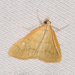 Helvibotys helvialis