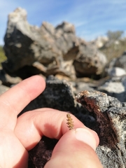 Glomeratae