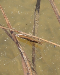 Limnoporus rufoscutellatus