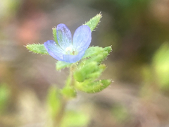 Veronica arvensis