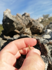 Glomeratae