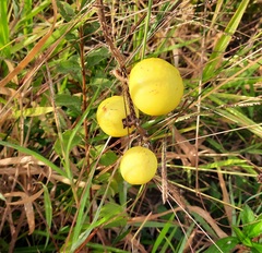 Solanum viarum