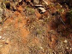 Lomatium triternatum triternatum
