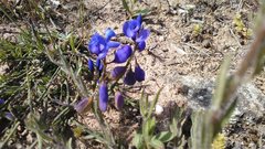 Polygala microphylla