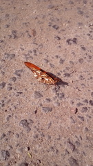 Dione juno miraculosa