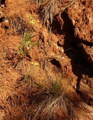 Lomatium triternatum triternatum