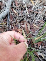 Oxalis polyphylla pentaphylla