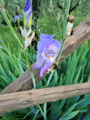 Iris pallida