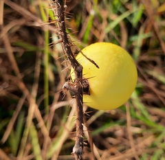 Solanum viarum