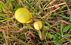 Solanum viarum