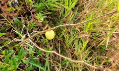 Solanum viarum