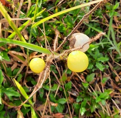 Solanum viarum
