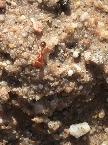 California harvester ant photo 6