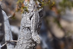 Urosaurus graciosus graciosus