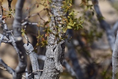 Urosaurus graciosus graciosus