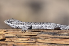 Urosaurus graciosus graciosus