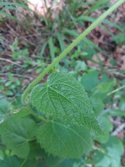 Tragia cordata
