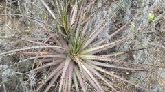 Hechtia galeottii