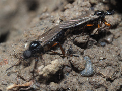 Bibio pomonae
