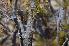 Urosaurus graciosus graciosus