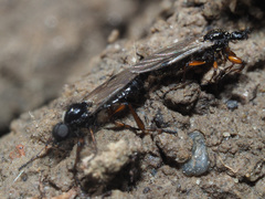 Bibio pomonae