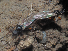 Bibio pomonae