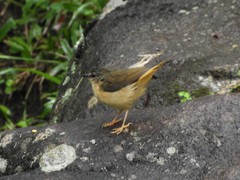 Myiothlypis fulvicauda