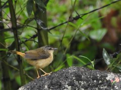 Myiothlypis fulvicauda