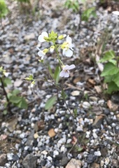Arabidopsis suecica